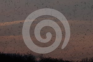 Bramblings from Scandinavia on the Swabian Alb near Schelklingen Germany