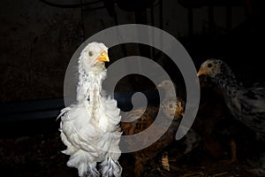 Bramha chicks of 4 weeks old