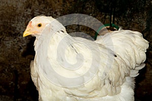 Bramha chicks of 10 weeks old