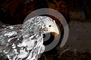 Bramha chicks of 10 weeks old