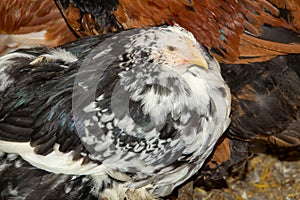 Bramha chicks of 10 weeks old