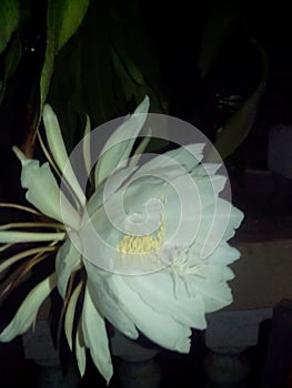 Brahma kamal - queen of the night plant photo