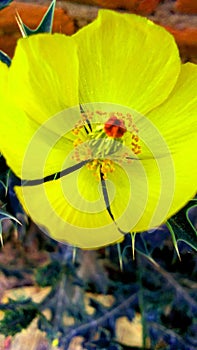 Bramhadandi argemone mexicana flower