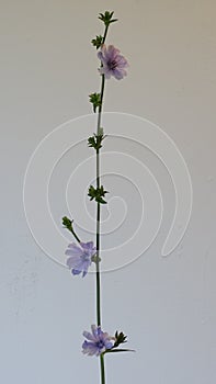 Branch with 3 blue chicory flowers on a white background isolating. Background picture.