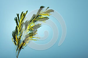 Branch of Acacia dealbata, the silver wattle, blue wattle and mimosa isolated on blue background. Spring celebration concept