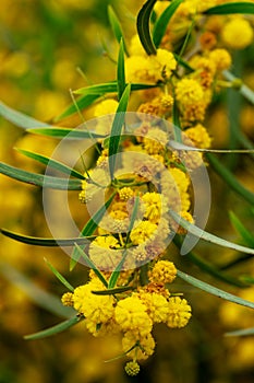 Branch of an Acacia saligna in bloom with yellow flowers outdoors