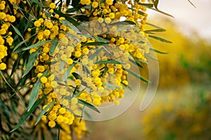 Branch of an Acacia saligna in bloom with yellow flowers outdoors