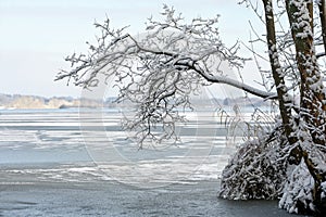 Branch of an alder tree covered with snow on the shore of a partly frozen lake  winter landscape in MecklenburgVorpommern photo