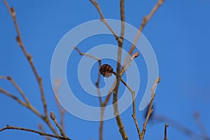 Branch of alders with cones against a clear blue sky photo