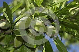 Branch of almond tree with green almonds