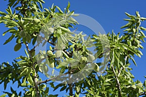 Branch of almond tree with green almonds