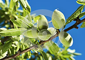 Branch of almond tree with green almonds