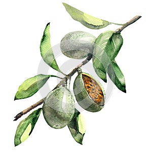 Branch of almond tree with green almonds isolated, watercolor illustration