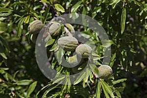 Branch of almond tree with some green almonds