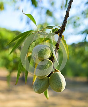 A branch of almond tree with some green almonds