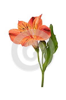 Branch alstroemeria flower. Red brown bud, isolated white background, close-up vertical shot
