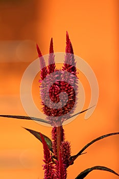 Branch of Amaranth or Amaranthus cosmopolitan annual plant with flowers arranged in colourful bracts on top of stem with flowers