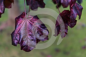 Branch of amazing dark-purple autumn leaves of Crimson King Norway maple tree