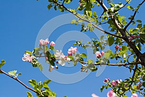 A branch of Apple blossoms.