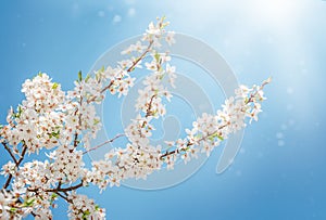 the branch of Apple blossoms, on the background of blue sky