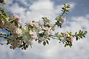 A branch of Apple blossoms on a background of the spring sky photo