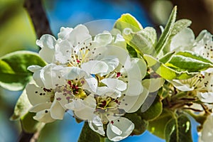 Branch with apple blossoms in spring