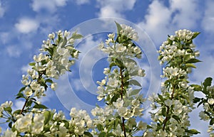 Branch of apple on blue sky with clouds