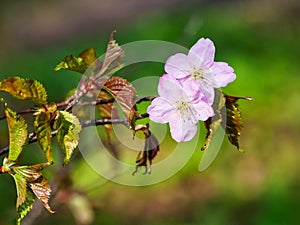 Branch with apple flowers in spring garden on natural background. Closeup