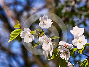 Branch with apple flowers in spring garden on natural background. Closeup