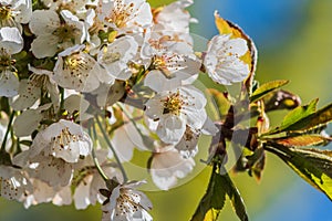 Branch from apple fruit tree in spring