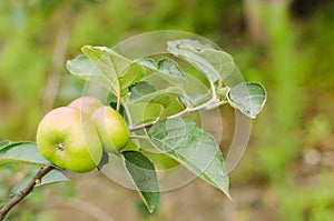 Branch of apple tree