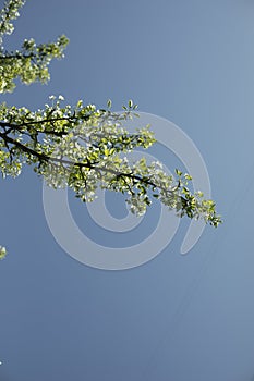 Branch of apple tree against sky. Tree on blue sky background. Plant in spring