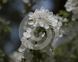 Branch of Apple Tree in Blossom