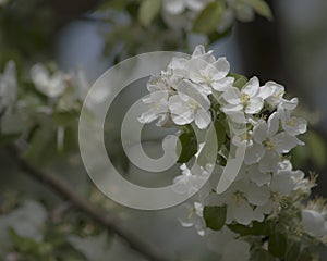 Branch of an Apple Tree in Blossom