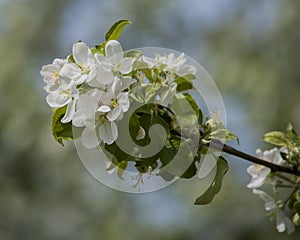 Branch of Apple Tree in Blossom