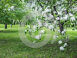 Branch of apple tree with blossoming white flowers