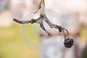 Branch of apple tree with dried-up last year`s apple early spring in the garden