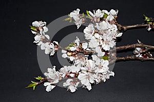 Branch of an apple-tree isolated on a black background