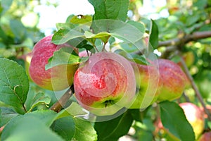 Branch of apple tree with many ripe apples