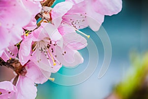 Branch of an apple tree with pink flowers on a blue background. Pink apple tree flowers with bee. Early spring and blooming apple