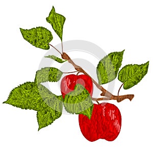 Branch apple tree with red apples polygons on white  background watercolor vitage vector  illustration hand draw