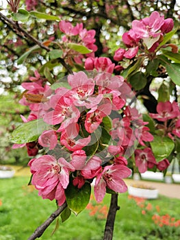 A branch of an apple tree with red and pink flowers in raindrops in a park on Elagin Island in St. Petersburg