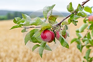 A branch of an apple tree with ripe red apples near a wheat field