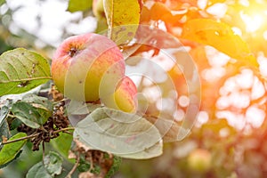 Branch of Apple tree with ripe reddened apples in sunlight. Autumn natural background