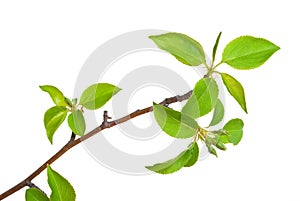 Branch apple tree with spring buds