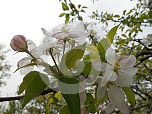 Branch of apple tree with tender pink bud flowers
