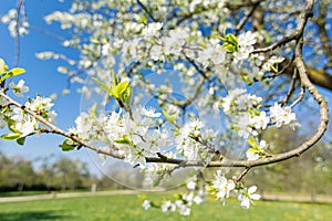 Branch of apple tree with white flowers in spring