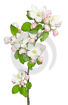 The branch of apple-tree (Malus) on a white background.