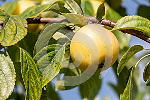 A branch of apple tree with yellow apples and green and yellow leaves in a park in autumn