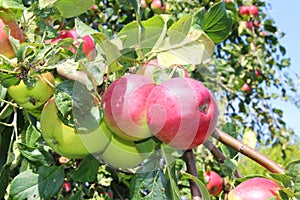 branch with apples on the background of green leaves and sky russia